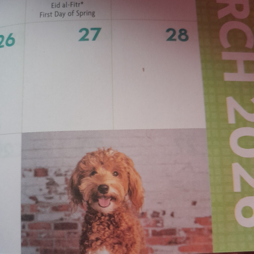 Two-Year Planner With Dogs - Picture 4 of 10
